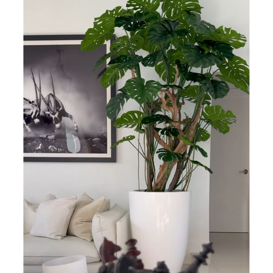 Monstera-Pflanze im Hochglanz-Weißen Topf